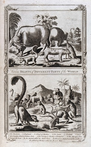 view Animals from different parts of the world, including an elephant, a lynx, a camel and a jackall. Etching by T. Morris.