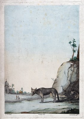 Two jackals standing near their lair outside a village. Coloured etching.