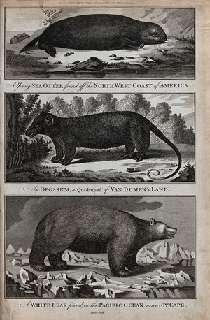 view Above, a sea otter; centre, an opossum; below, a white bear. Etching by Taylor.