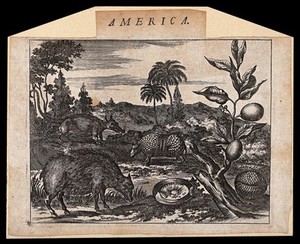 view America: indigenous animals and plants. Etching.
