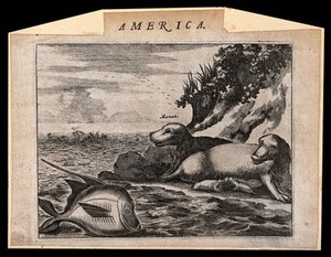 view America: manatees and their young lying on the shore looking at a fish in the sea. Etching.