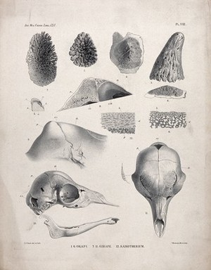 view Bones and cross-sections of bones of an okapi, a giraffe and a samotherium. Lithograph by P. J. Smit.