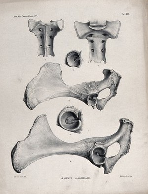 view Bones and cross-sections of bones of an okapi and a giraffe. Lithograph by J. Green.