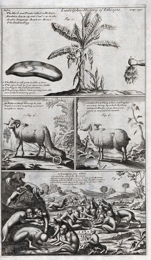 Africa: indigenous plants and mammals of Ethiopia. Engraving.