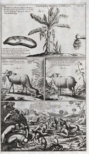 view Africa: indigenous plants and mammals of Ethiopia. Engraving, 1682.