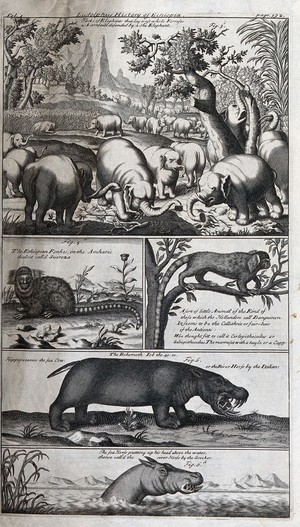 Four studies of elephants, including a side-view of an elephant with a  bandaged leg, with details of the head, breasts and genital area. Etching  with stipple, by R. Vinkeles 1787/1800 (?), after