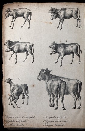 Calves and sheep with congenital defects to the spine. Lithograph.