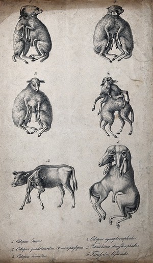 view Calves and sheep with congenital defects to the spine. Lithograph.