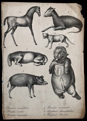 Mammals with congenital defects. Lithograph.