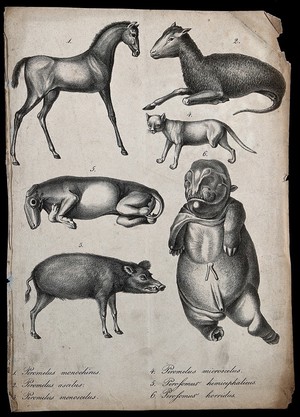 view Mammals with congenital defects. Lithograph.