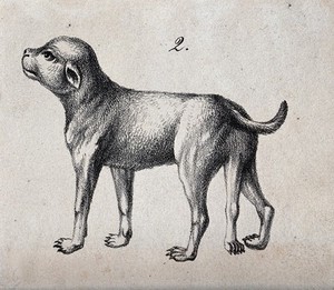 view A dog with congenital defects (five legs). Lithograph.