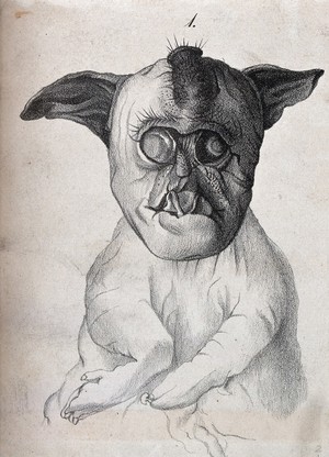 view Dog with congenital defects. Lithograph.