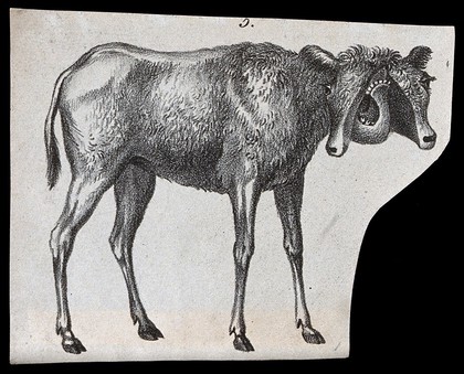 Calf with congenital defects. Lithograph.