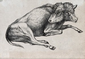 view Calf with congenital defects (two heads). Lithograph.