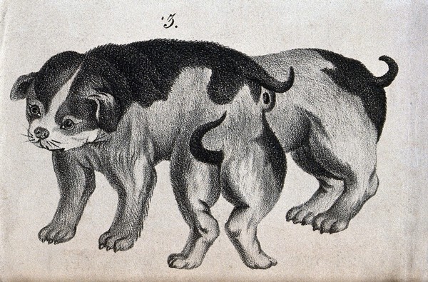 Dog with congenital defects. Lithograph.