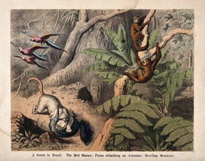 view Brazil: a puma attacks an ant eater in a forest with howling monkeys looking on. Coloured lithograph.