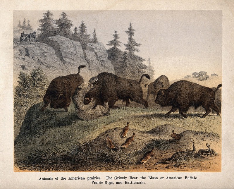 Udpakning Tentacle frelsen America: A grizzly bear fights with bisons. Coloured lithograph. | Wellcome  Collection