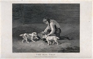 view A boy kneeling down opening a rat-trap with two dogs eagerly awaiting the appearance of the rat. Etching by J. Scott after A. Cooper.