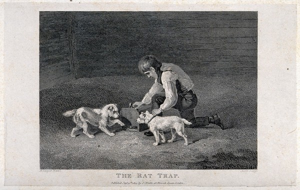 A boy kneeling down opening a rat-trap with two dogs eagerly awaiting the appearance of the rat. Etching by J. Scott after A. Cooper.