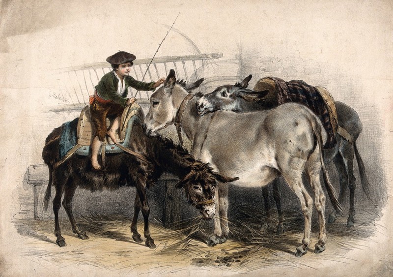 A boy riding and caressing donkeys in a stable. Coloured lithograph by H. Lalaisse., 1800-1899, by François Hippolyte Lalaisse