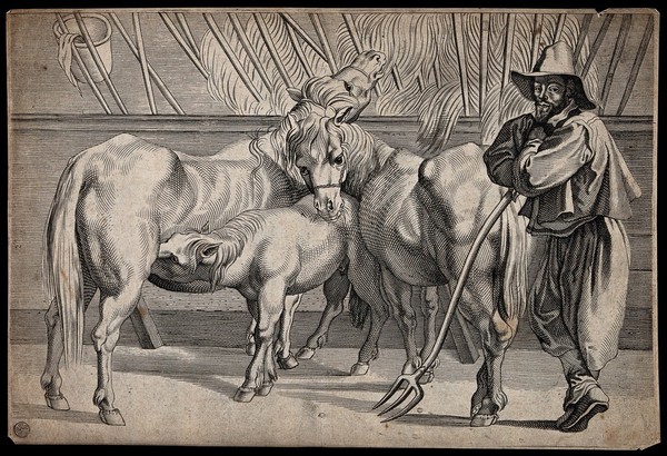 A stablemate with two horses and a suckling foal. Line engraving.