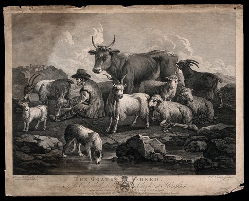 A goatsherd milking a goat in a field surrounded by other animals. Etching by P. C. Canot after J. Farington after J. H. Roos.