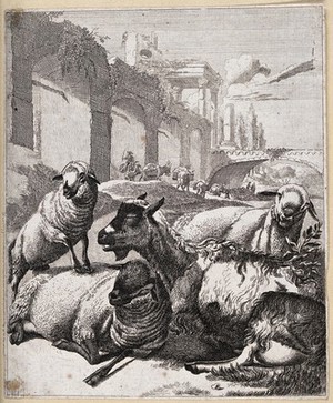 view Sheep resting near a river next to an old aqueduct. Etching.