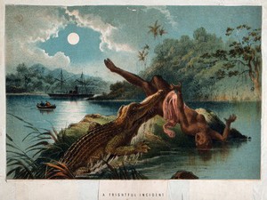 view A crocodile emerging from the Zambezi river and biting off a woman's leg. Chromolithograph, 18--.