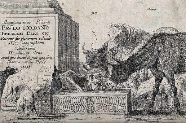 Animals drinking from a fountain. Etching by J. van den Hecke.