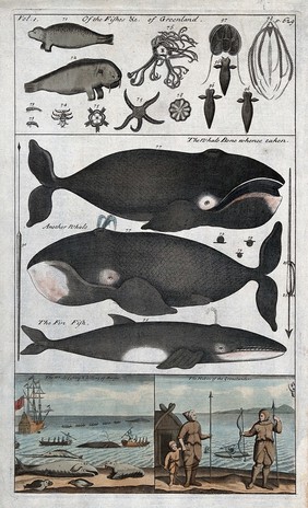 Greenland: above, indigenous fish including seals; centre, three different whales; below, whale fisher in their attire. Coloured engraving.