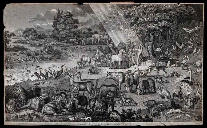 Adam names the animals in the Garden of Eden. Etching.