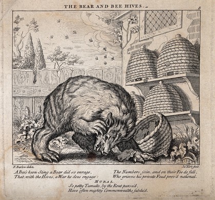 A bear has overturned a beehive and is attacked by bees. Etching by J. Kirk after F.Barlow for a fable by Aesop.