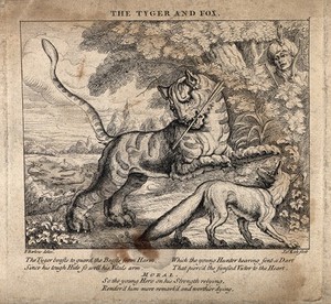 view A tiger is shot by an archer who appears between the trees as a fox walks by. Etching by J. Kirk after F. Barlow for a fable by Aesop.