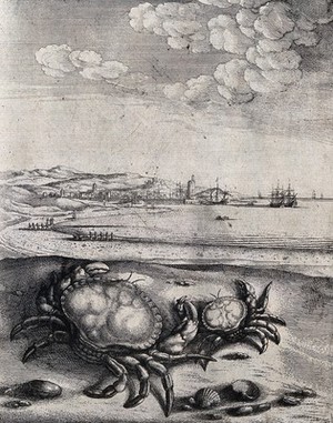 view A large and a small crab are lying on a sea-shore. Etching by W. Hollar for a fable by J. Ogilby.