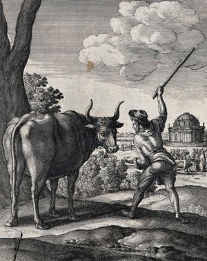 view A peasant is raising his stick to drive on an ox. Etching by W. Hollar for a fable by J. Ogilby.