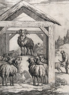 A decorated ram is standing above a group of sheep in a hay-shelter while a farmer is about to slaughter a sheep in the background; illustration for a fable. Etching.