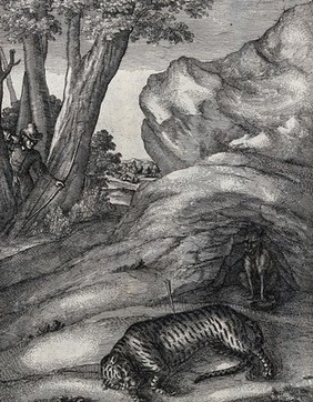 A tiger lies in the foreground shot by an archer who appears between the trees; illustration for a fable by J. Ogilby. Etching by W. Hollar, 1668.