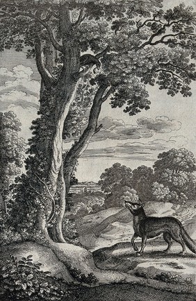 A fox is sitting under a tree looking up at a crow with a cheese in its bill; illustration of a fable by Aesop. Etching.