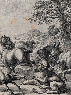 view An old lion lying on the ground is kicked by the hind hoof of a horse; illustration of a fable by J. Ogilby. Etching.