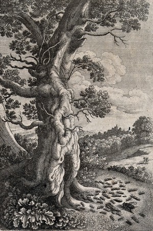 view A fly is standing among ants swarming about the hollow base of a tree. Etching by W. Hollar for a fable by Aesop.