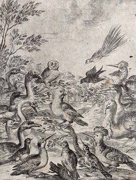 A parrot perched on a branch is surrounded by a large number of birds; illustration of a fable by J. Ogilby. Etching.