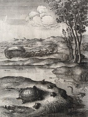 A tortoise is surrounded by frogs on the shore of a lake in which eels are devouring other frogs. Etching by W. Hollar for a fable by Aesop.