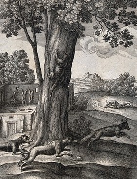 A fox is pursued by two dogs while a cat escapes by climbing a tree. Etching by W. Hollar for a fable by Aesop.
