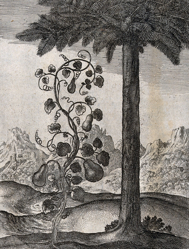 A vine bearing four pear-shaped gourds and a date palm; illustration of a fable by Aesop. Etching., by Aesop