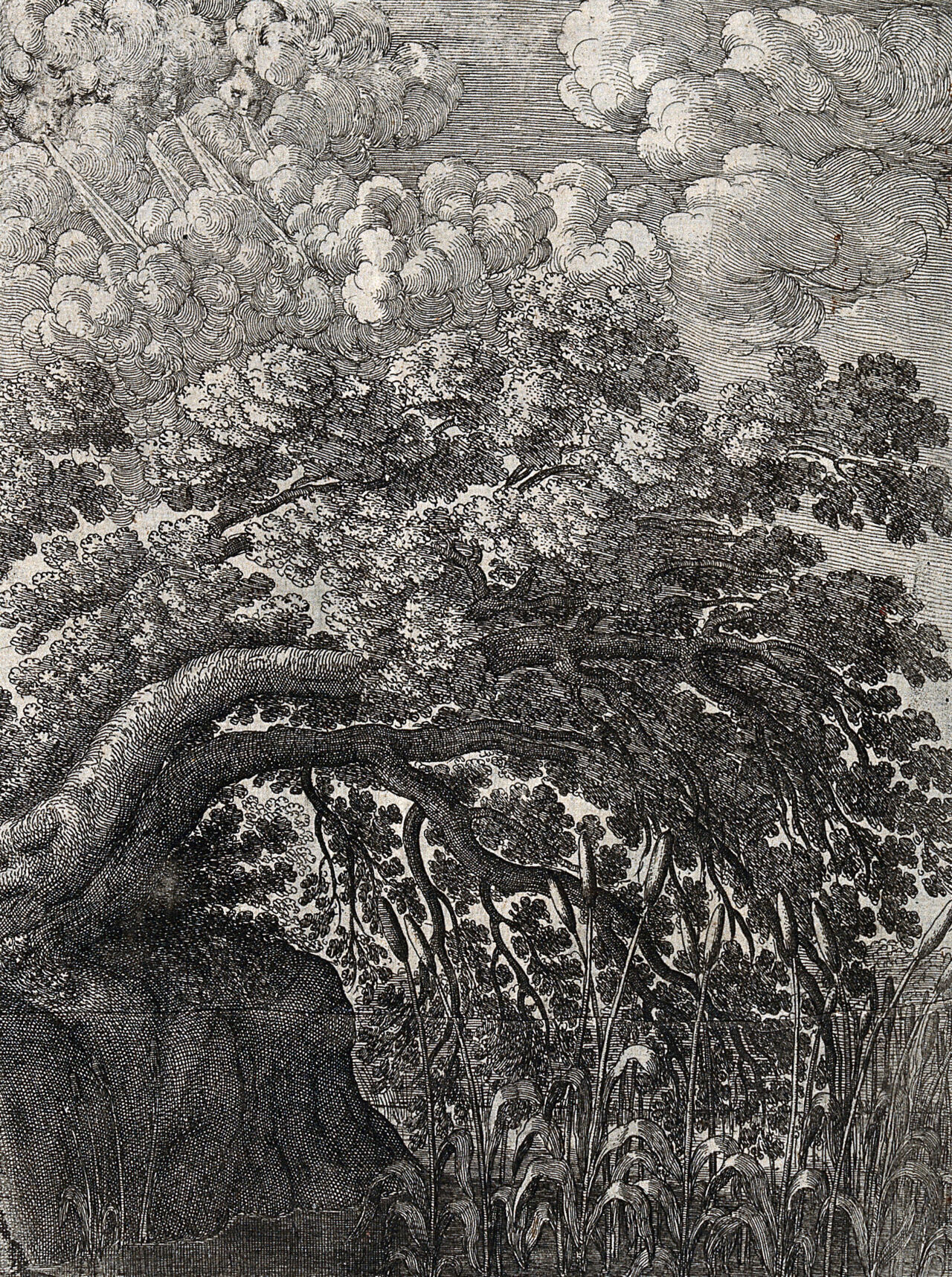 An oak overhangs a pond in which bullrushes are growing; illustration of a fable by Aesop. Etching., by Aesop
