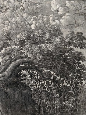 An oak overhangs a pond in which bullrushes are growing; illustration of a fable by Aesop. Etching.