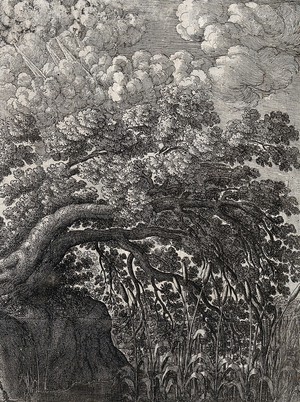 view An oak overhangs a pond in which bullrushes are growing; illustration of a fable by Aesop. Etching.