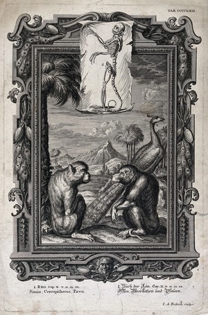 view In a frame within a frame a monkey, a guenon and a peacock are shown underneath an image of a skeleton of a guenon. Etching.