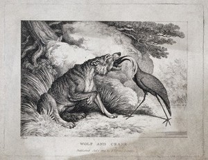 view A wolf is sitting in the grass while a crane extracts a bone from its throat. Etching by W.S. Howitt for a fable by Aesop.