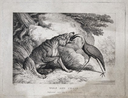 A wolf is sitting in the grass while a crane extracts a bone from its throat. Etching by W.S. Howitt for a fable by Aesop.